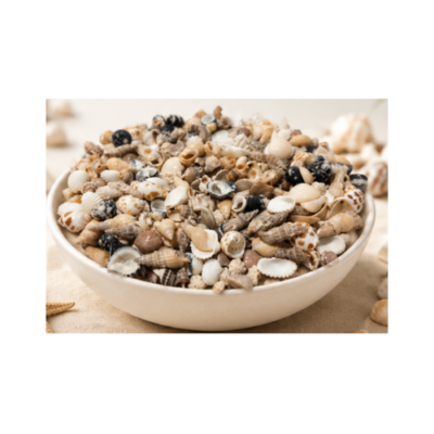 Sea Shells: 1000 Pieces of Mixed Ocean Small Beach Spiral Seashell Craft Charms for Home Décor, Beach Theme Parties, Candling, Bridal Décor, Handmade Projects, Fish Tank and Vase Filler,jewellery making