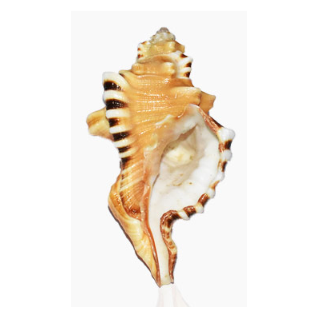 Original Ganesh Shankh / Ganesh Shankh /Ganesh Conch For pooja (pack of 1 )