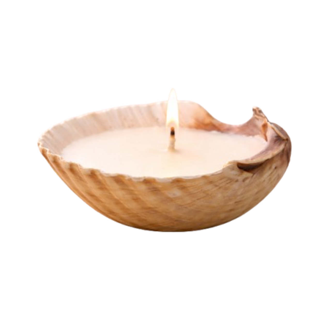 Seashell Soy Wax Perfume Candles Pack of 2 | Decorative Aroma Candles for Home, Pooja & Gifting - Image 4