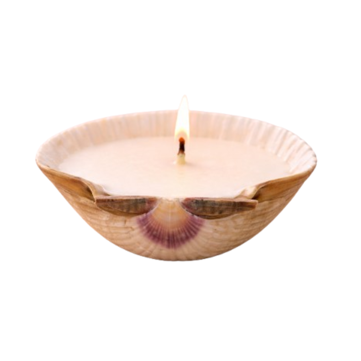 Seashell Soy Wax Perfume Candles Pack of 2 | Decorative Aroma Candles for Home, Pooja & Gifting - Image 5
