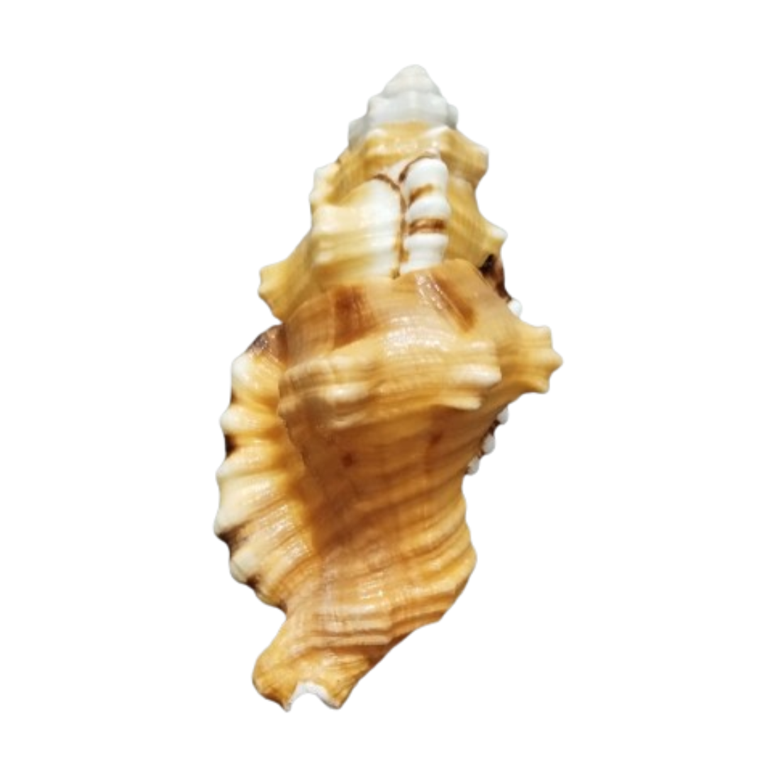 Original Ganesh Shankh / Ganesh Shankh /Ganesh Conch For pooja (pack of 1 ) - Image 2