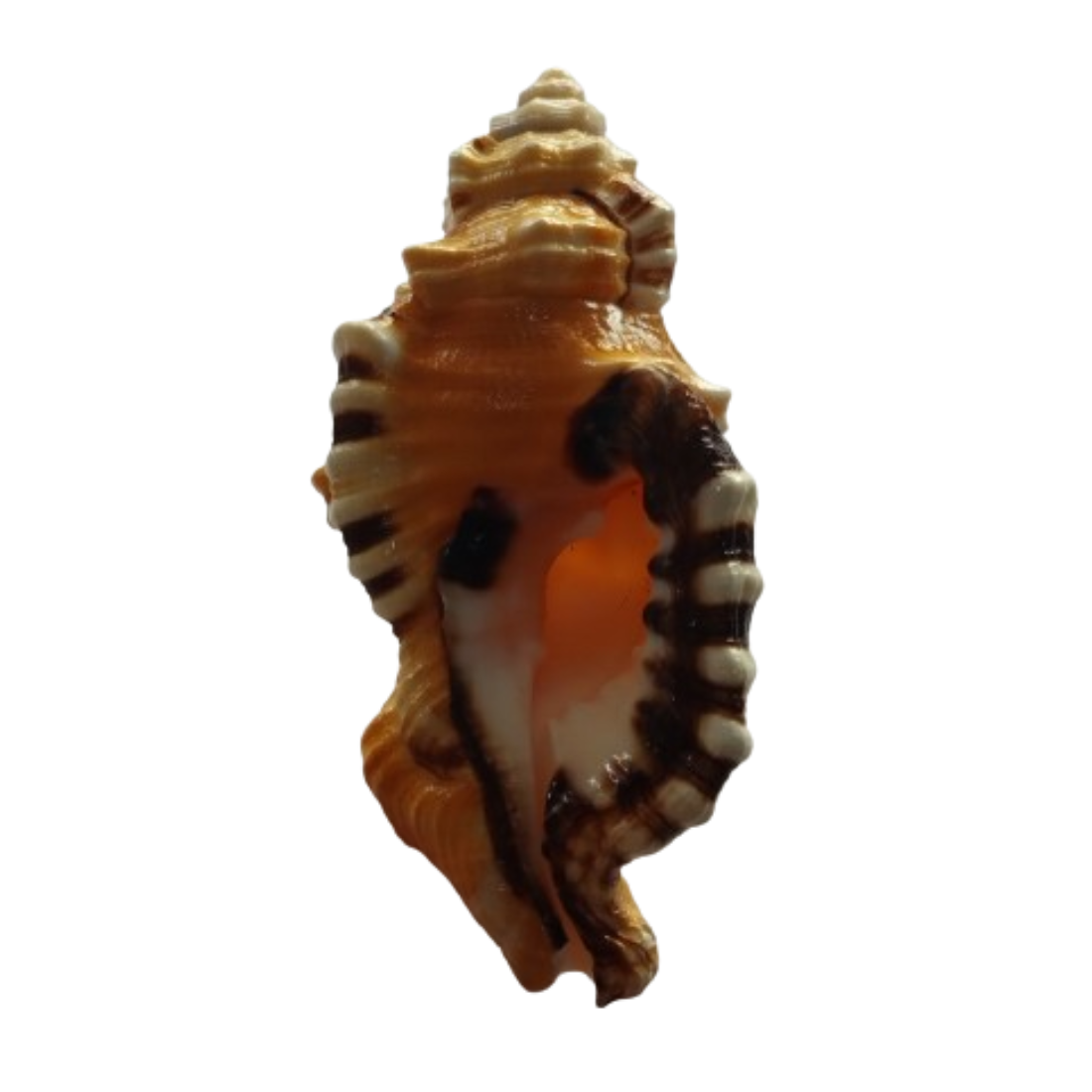 Original Ganesh Shankh / Ganesh Shankh /Ganesh Conch For pooja (pack of 1 ) - Image 3