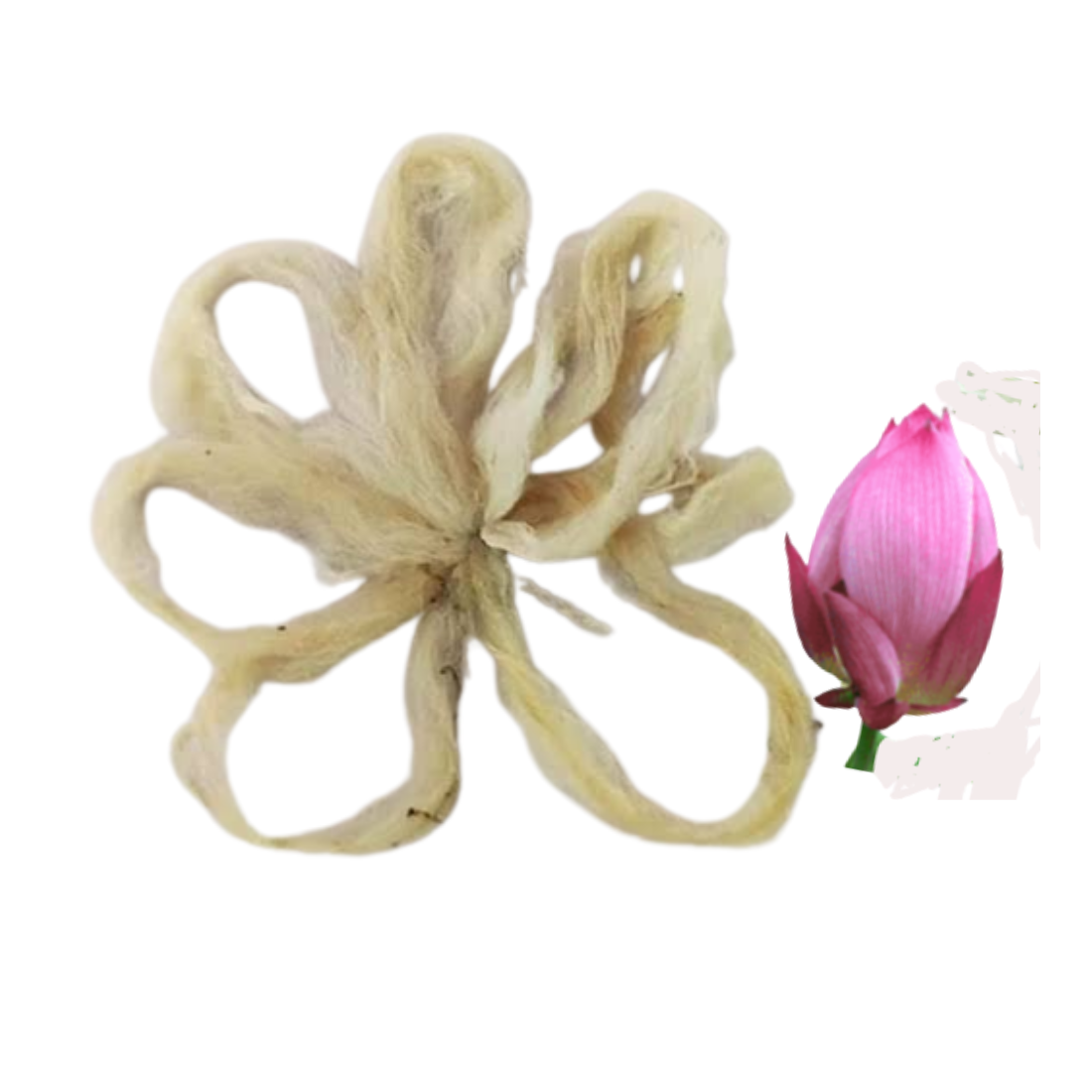 Lotus Stem Wicks for Diya – Pack of 10 Natural Lotus Wicks for Pooja, Prayer, Temple and Daily Worship - Image 4
