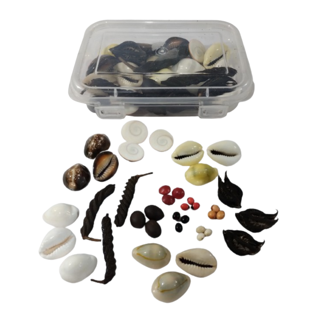 Pooja Combo Set  -Cowries 4 items / Gomati Chakra /  Gunja  Seeds 5 items / Kamal Gatta  /Maror phalli  / Bat Head Roots /Total items 13 ) -Pack Of 39 Pcs / Each 3 Pcs