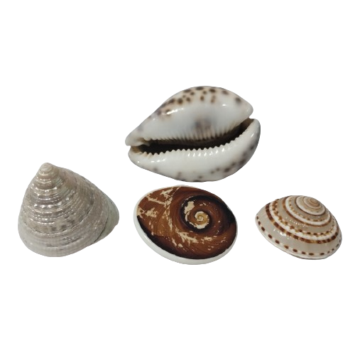 Gomati Chakra / Vishnu sudharshan Chakra / Lakshmi Valampuri /Moti shankh For Pooja (pack of 4)