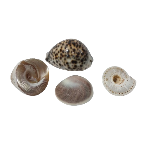 Gomati Chakra / Vishnu sudharshan Chakra / Lakshmi Valampuri /Moti shankh For Pooja (pack of 4) - Image 2