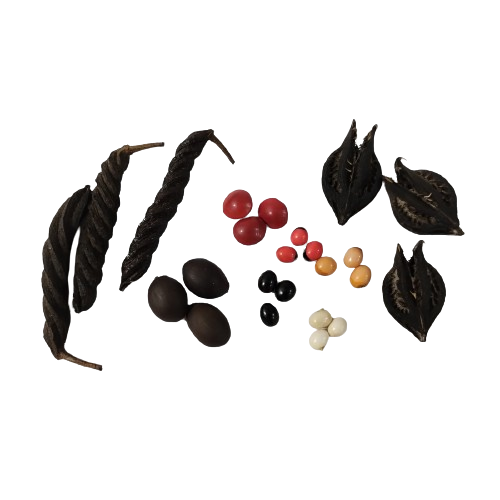 Pooja Combo Set -Cowries 4 items / Gomati Chakra / Gunja Seeds 5 items / Kamal Gatta /Maror phalli / Bat Head Roots /Total items 13 ) -Pack Of 39 Pcs / Each 3 Pcs - Image 3