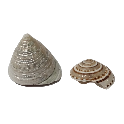 Gomati Chakra / Vishnu sudharshan Chakra / Lakshmi Valampuri /Moti shankh For Pooja (pack of 4) - Image 3