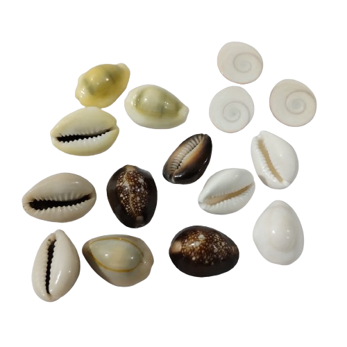 Pooja Combo Set -Cowries 4 items / Gomati Chakra / Gunja Seeds 5 items / Kamal Gatta /Maror phalli / Bat Head Roots /Total items 13 ) -Pack Of 39 Pcs / Each 3 Pcs - Image 4