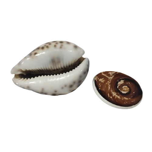 Gomati Chakra / Vishnu sudharshan Chakra / Lakshmi Valampuri /Moti shankh For Pooja (pack of 4) - Image 4